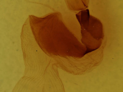 genitalia view of adult Xylenini