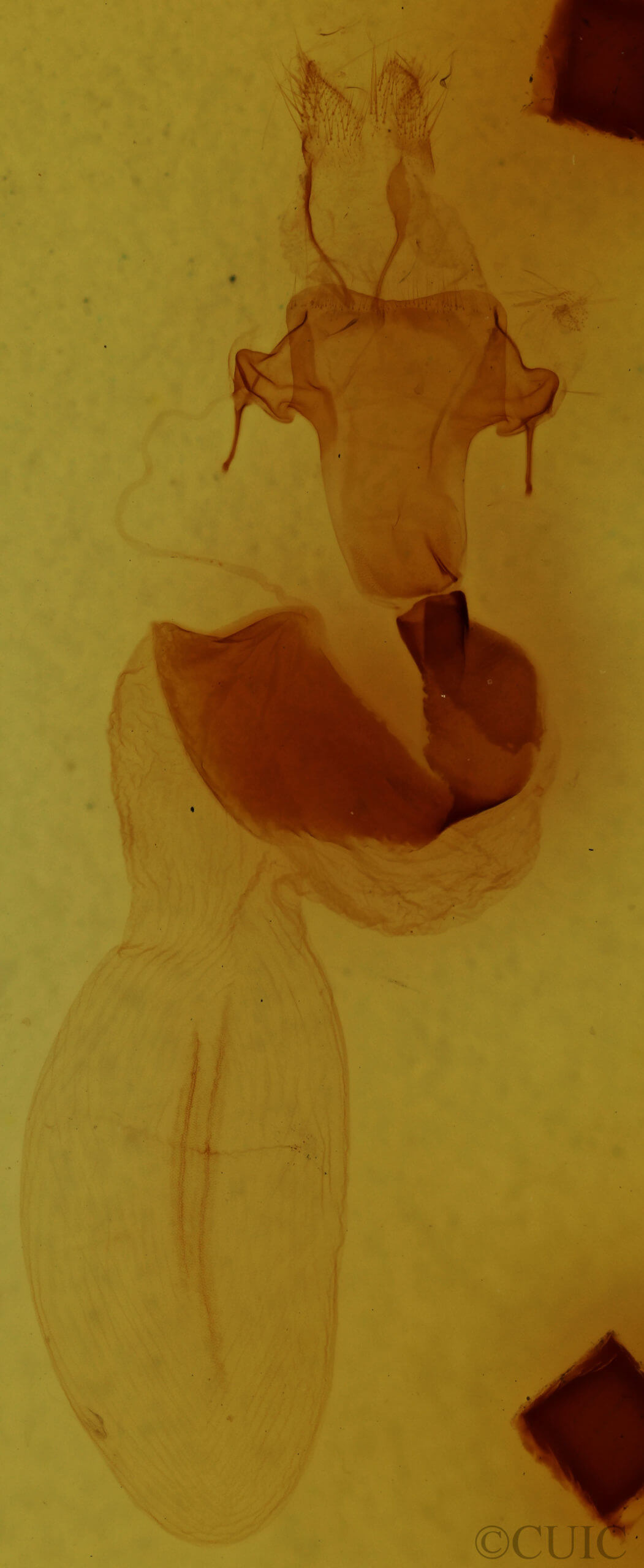 genitalia view of adult Xylenini