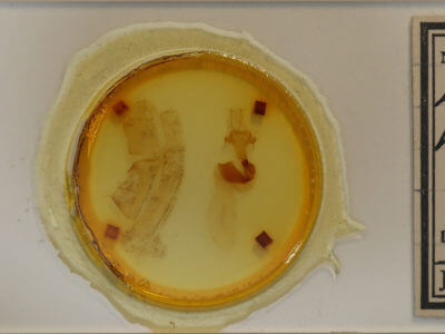 slide view of adult Xylenini