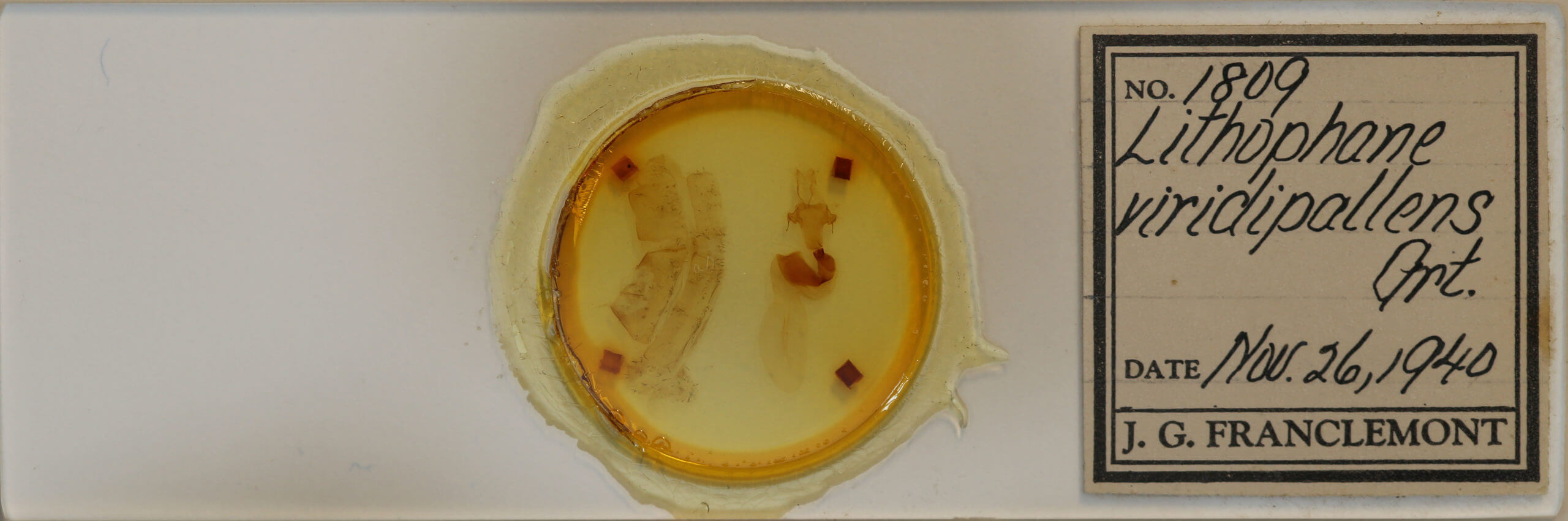 slide view of adult Xylenini