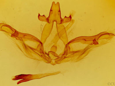 genitalia view of adult Lochmaeus bilineata