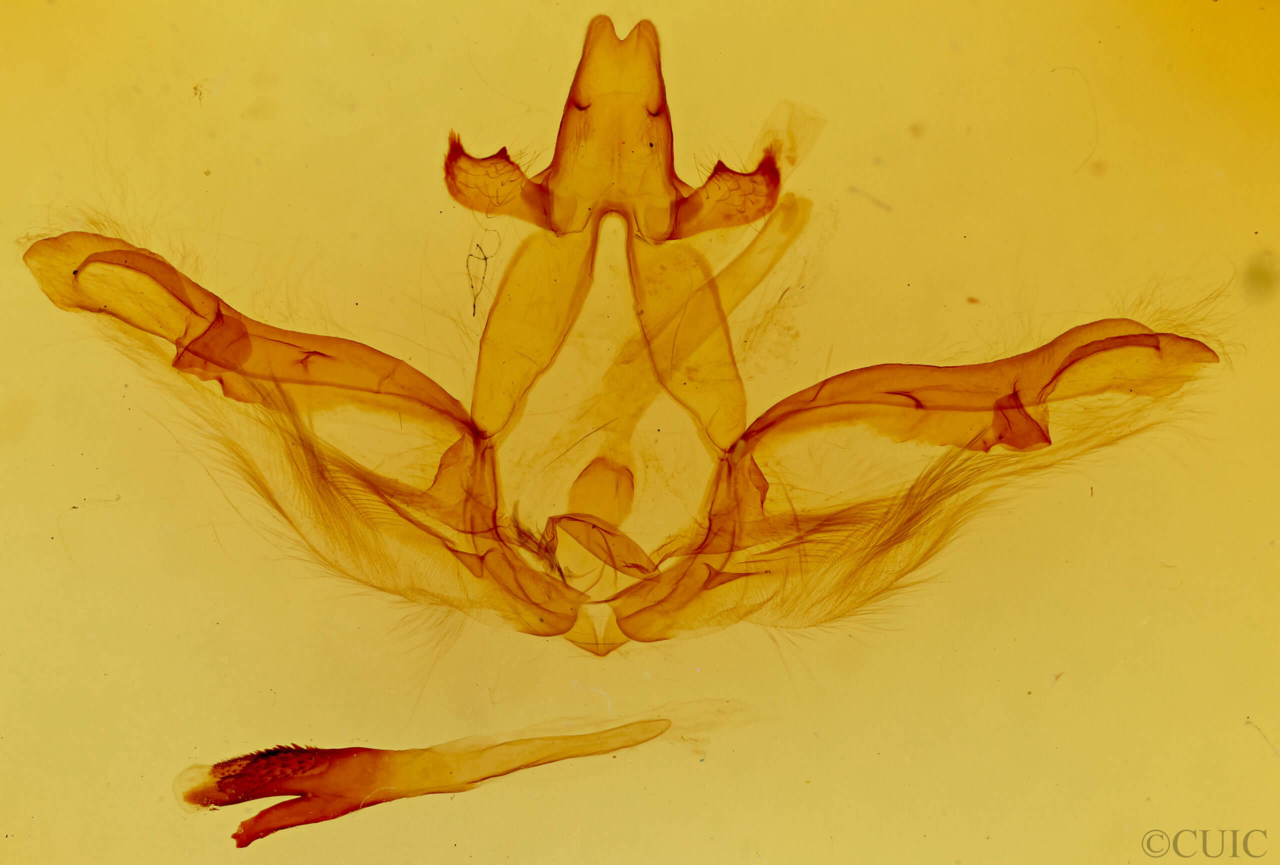 genitalia view of adult Lochmaeus bilineata