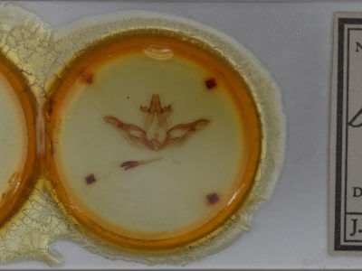 slide view of adult Lochmaeus bilineata