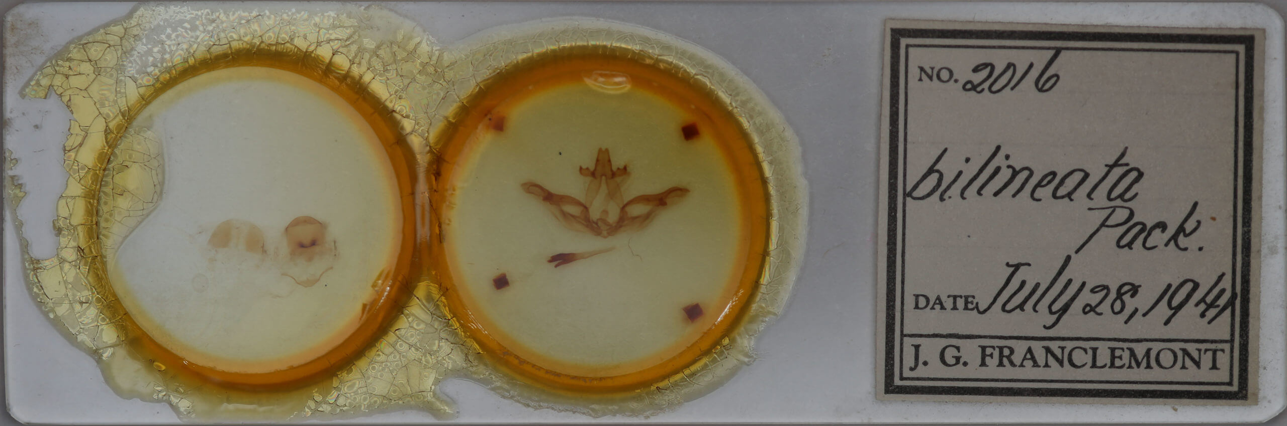 slide view of adult Lochmaeus bilineata