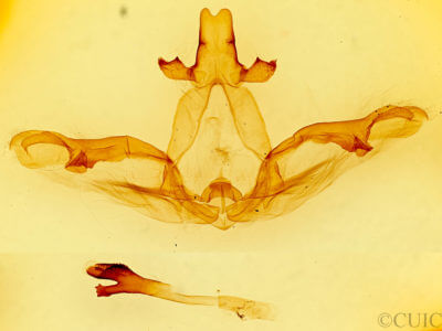 genitalia view of adult Lochmaeus bilineata