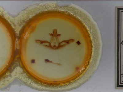 slide view of adult Lochmaeus bilineata