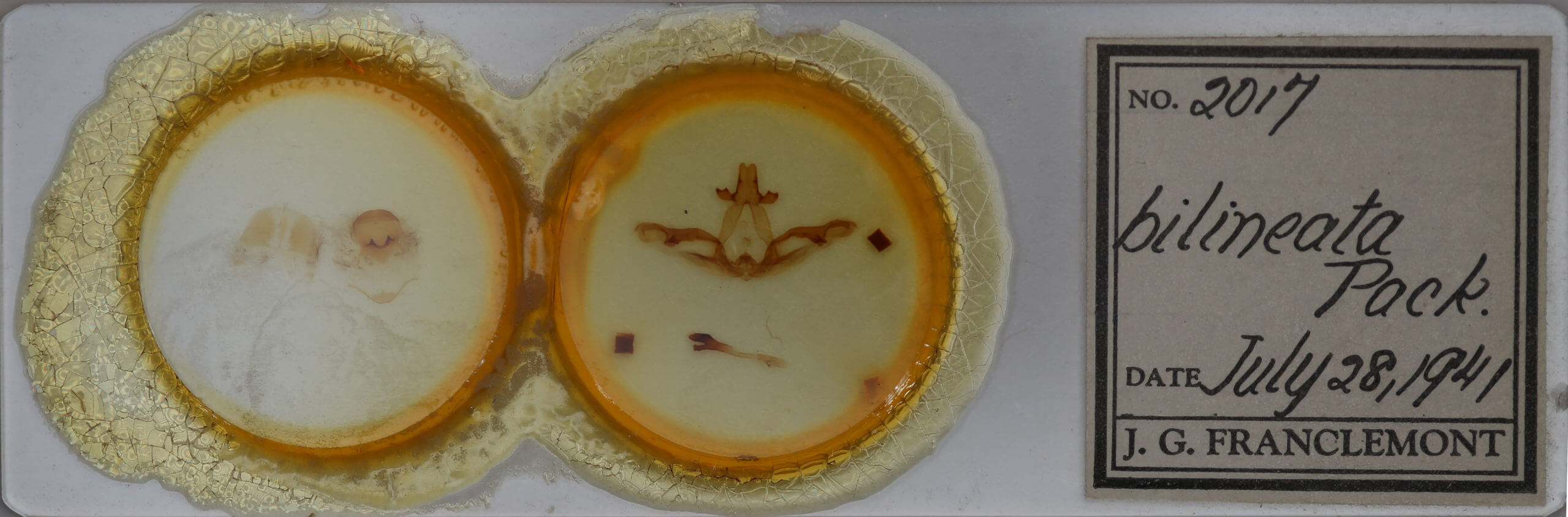 slide view of adult Lochmaeus bilineata