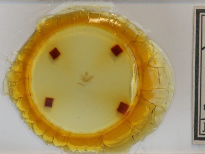 slide view of adult Hypena eductalis