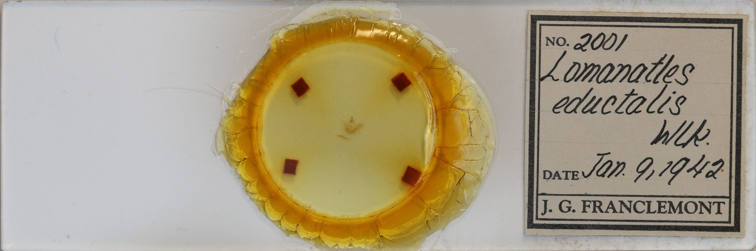 slide view of adult Hypena eductalis