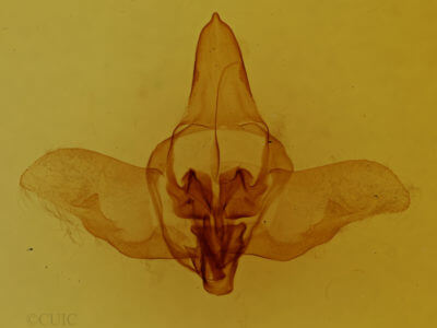 genitalia view of adult Macessoga fabia