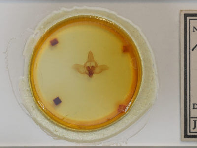 slide view of adult Macessoga fabia