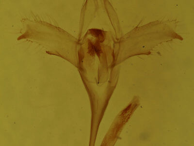 genitalia view of adult Macrochilo orciferalis
