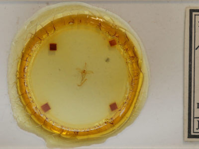 slide view of adult Macrochilo orciferalis