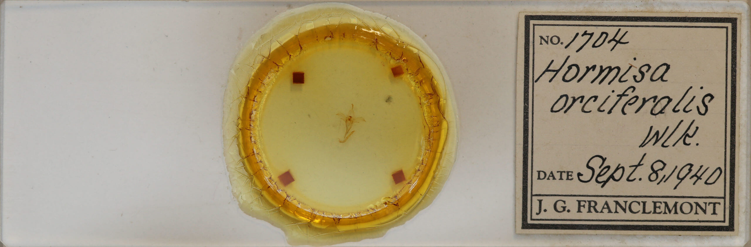 slide view of adult Macrochilo orciferalis