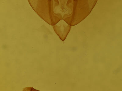 genitalia view of adult Mammifrontia rileyi