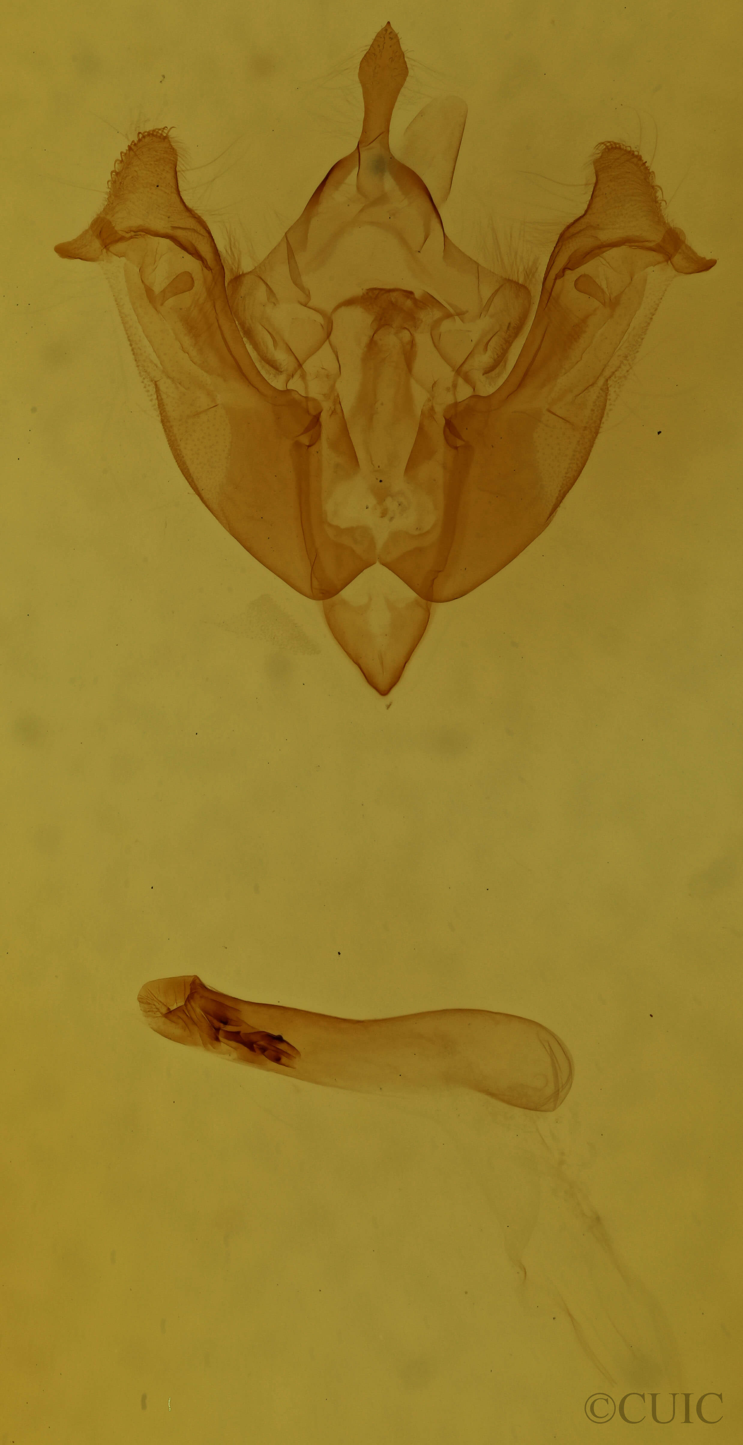 genitalia view of adult Mammifrontia rileyi