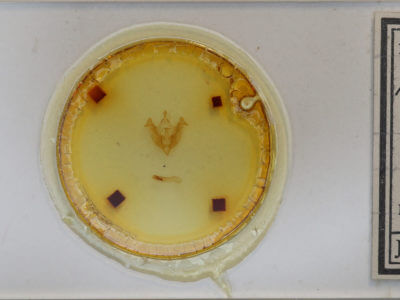 slide view of adult Mammifrontia rileyi