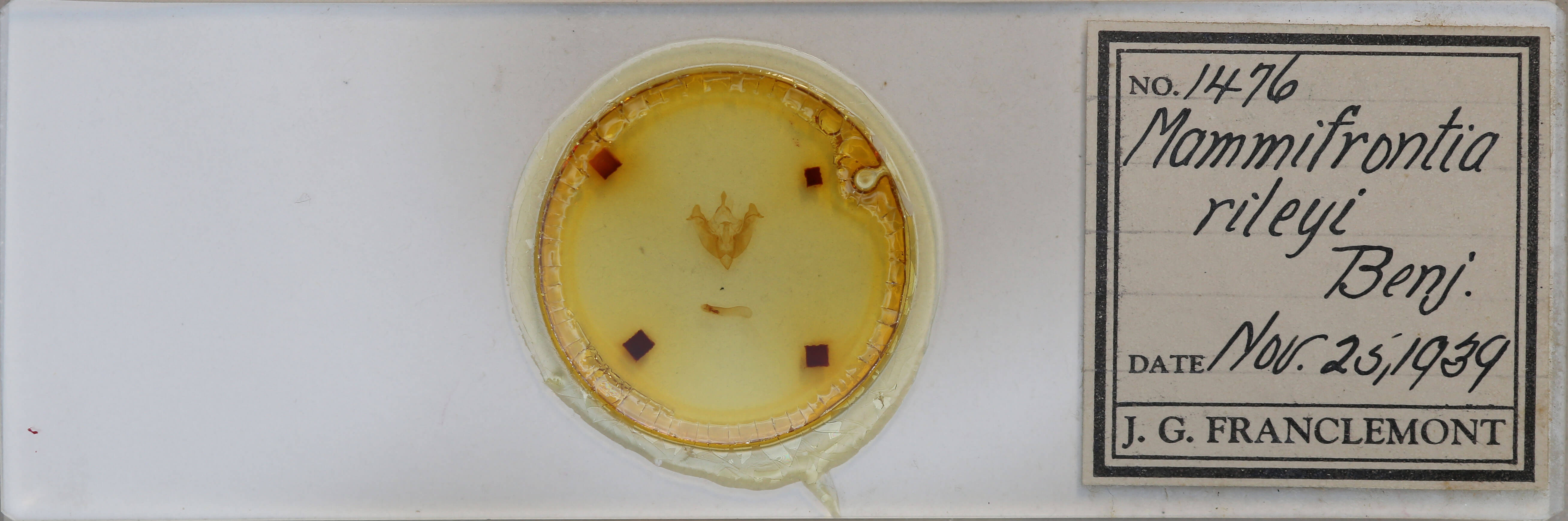 slide view of adult Mammifrontia rileyi