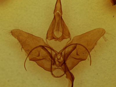 genitalia view of adult Menevia franclemonti