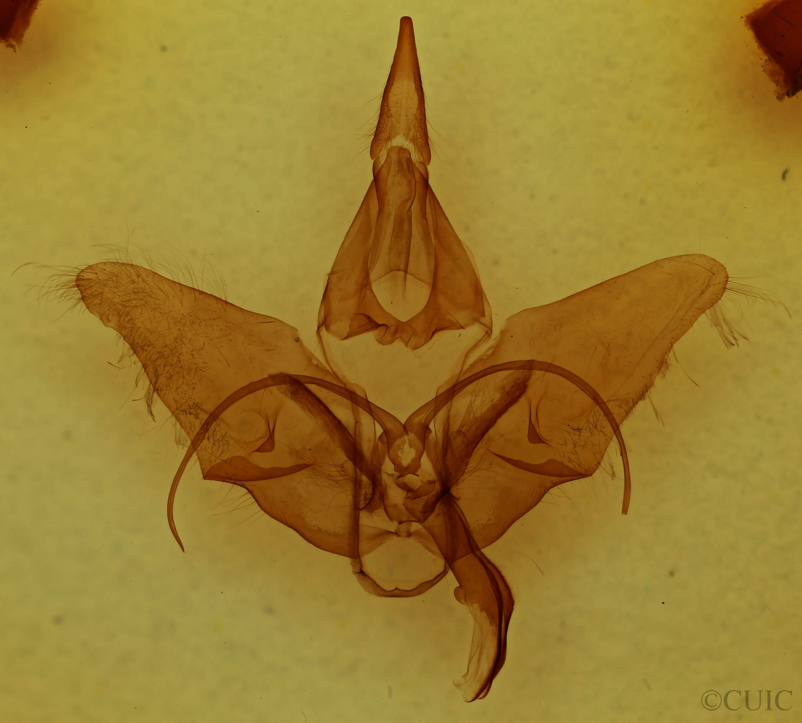 genitalia view of adult Menevia franclemonti