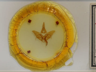 slide view of adult Menevia franclemonti