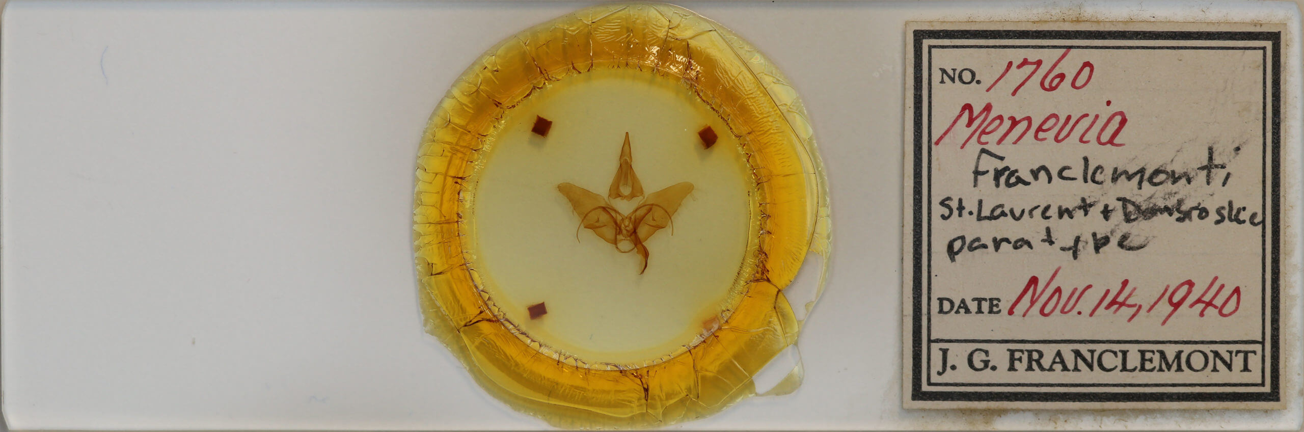 slide view of adult Menevia franclemonti