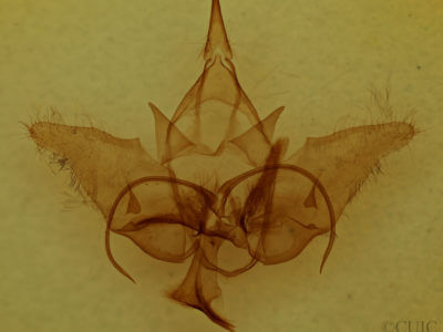 genitalia view of adult Menevia australis