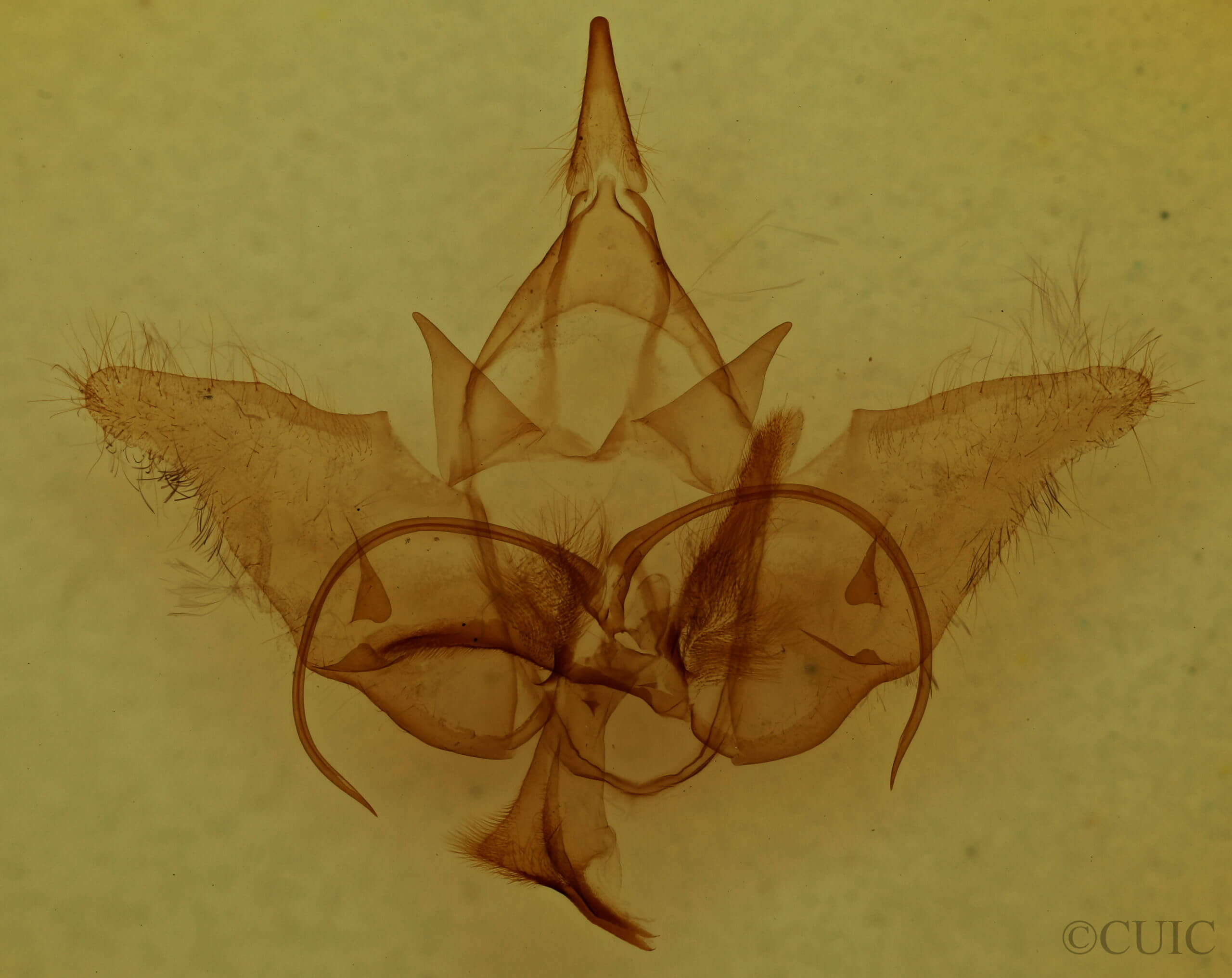 genitalia view of adult Menevia australis