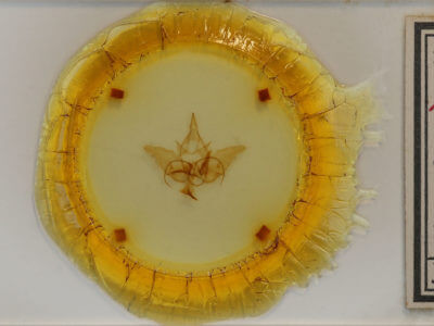 slide view of adult Menevia australis