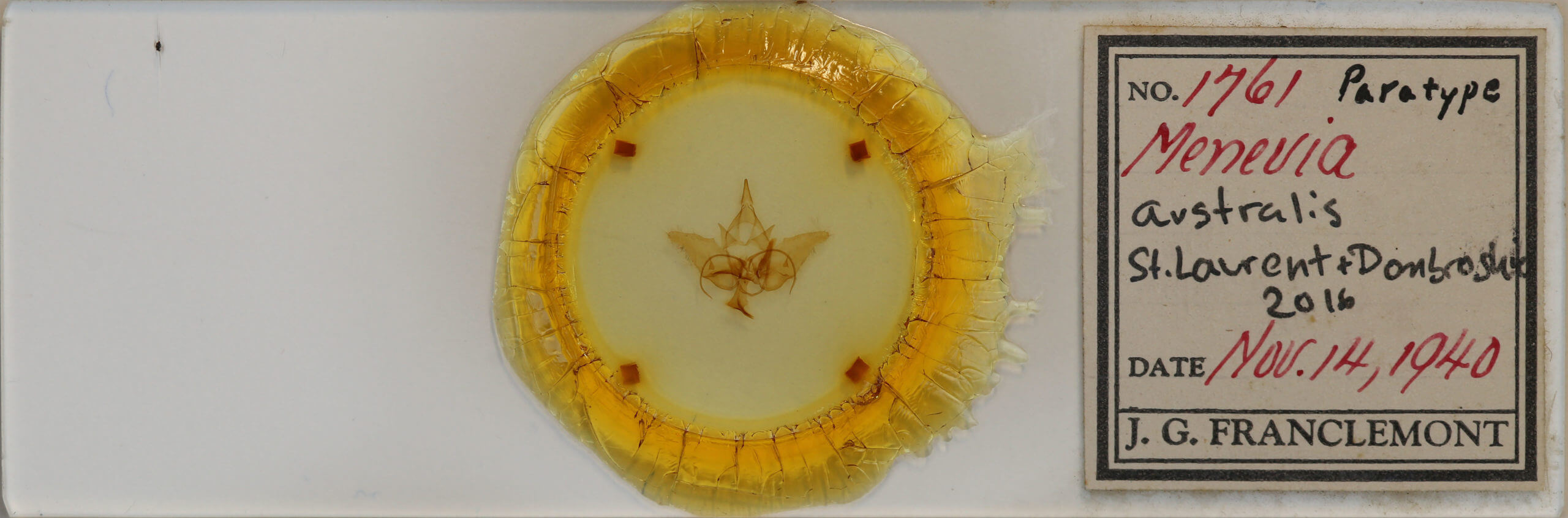 slide view of adult Menevia australis