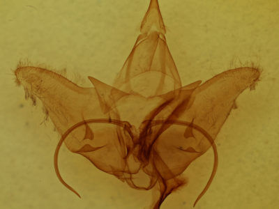 genitalia view of adult Menevia australis