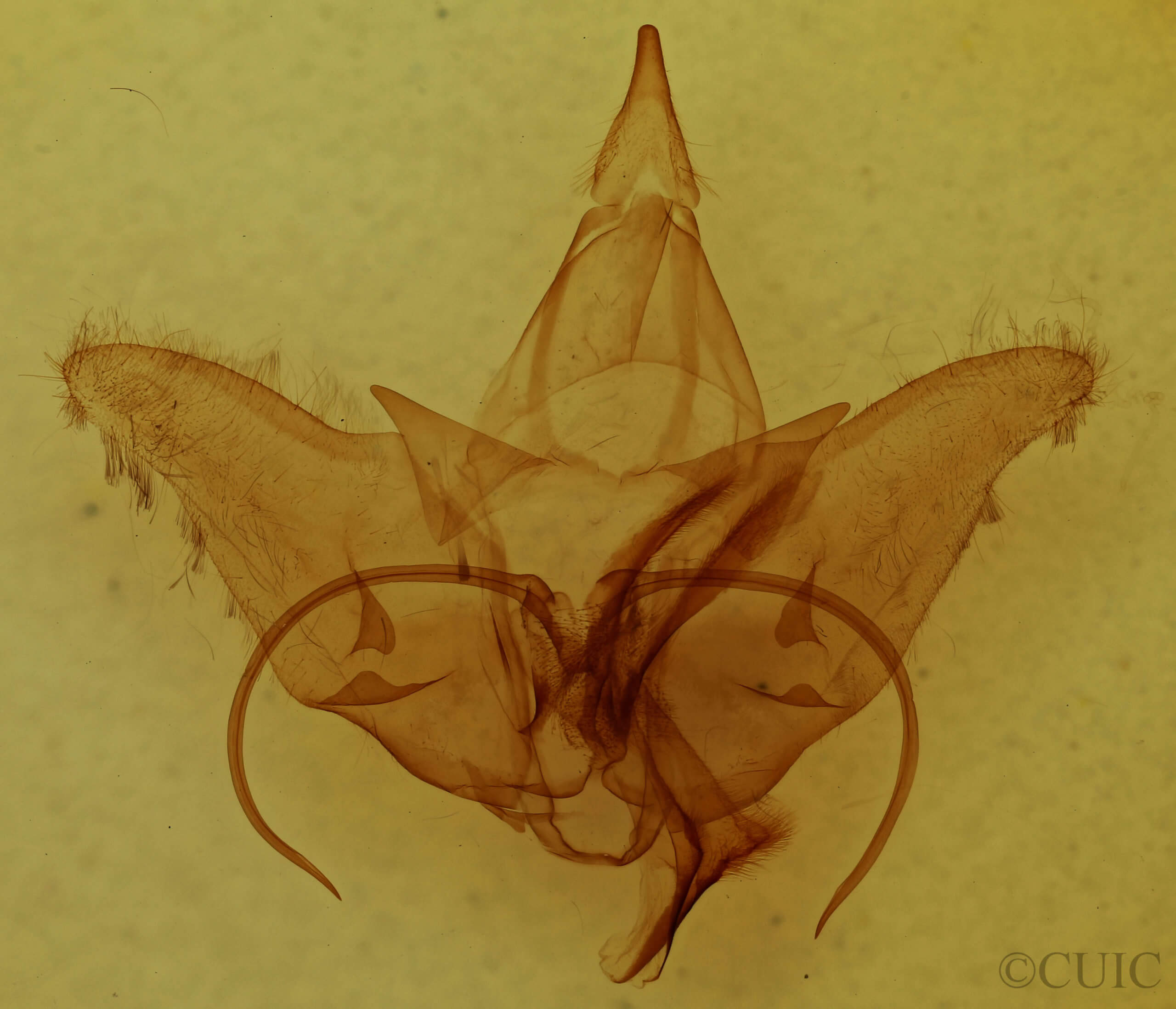 genitalia view of adult Menevia australis