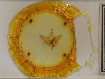 slide view of adult Menevia australis