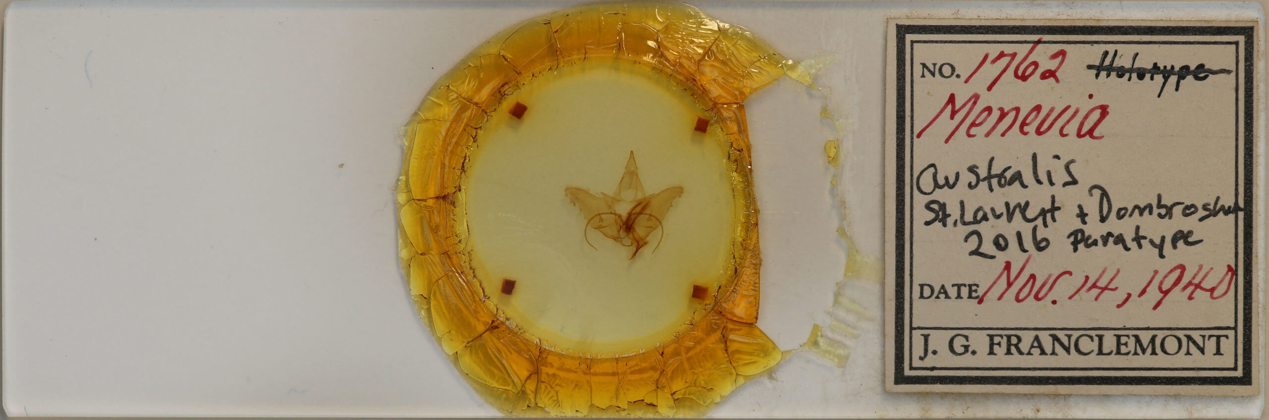 slide view of adult Menevia australis