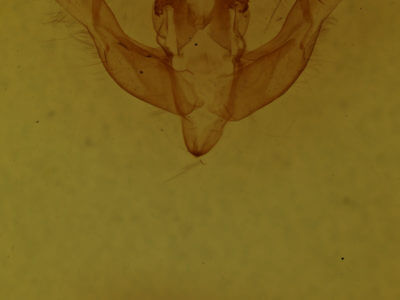 genitalia view of adult Cerastis salicarum