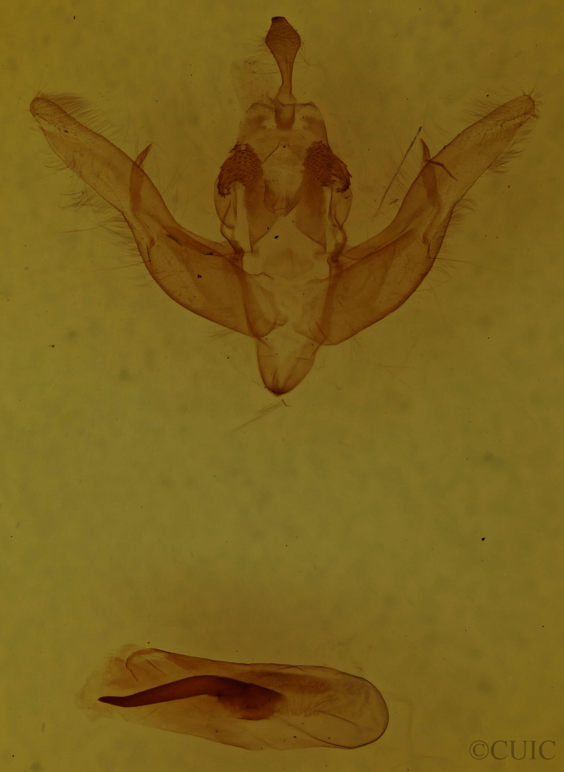 genitalia view of adult Cerastis salicarum