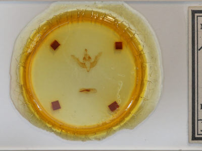 slide view of adult Cerastis salicarum