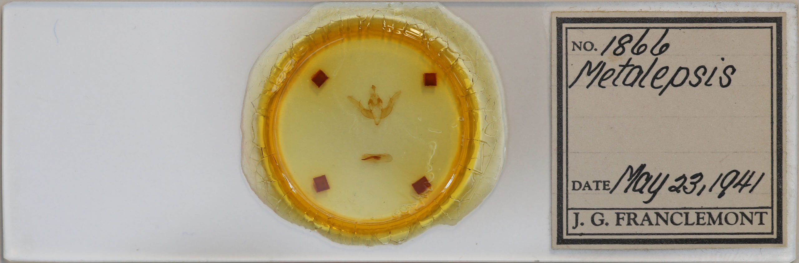 slide view of adult Cerastis salicarum