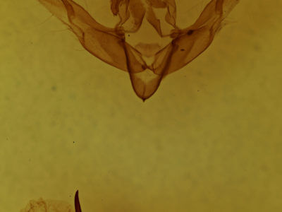 genitalia view of adult Cerastis salicarum