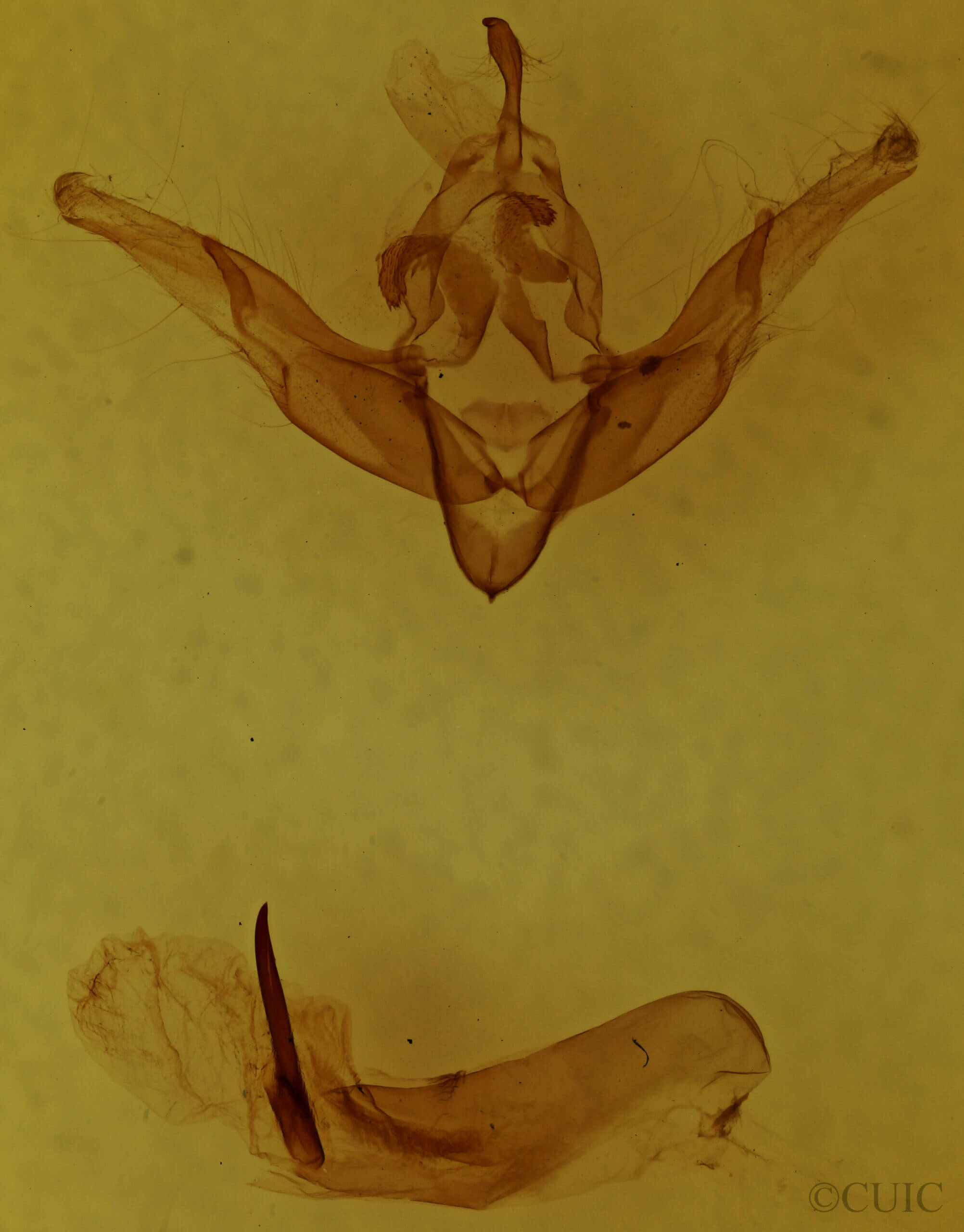 genitalia view of adult Cerastis salicarum