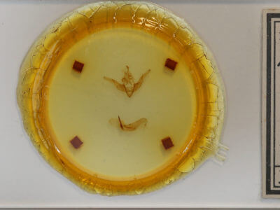 slide view of adult Cerastis salicarum