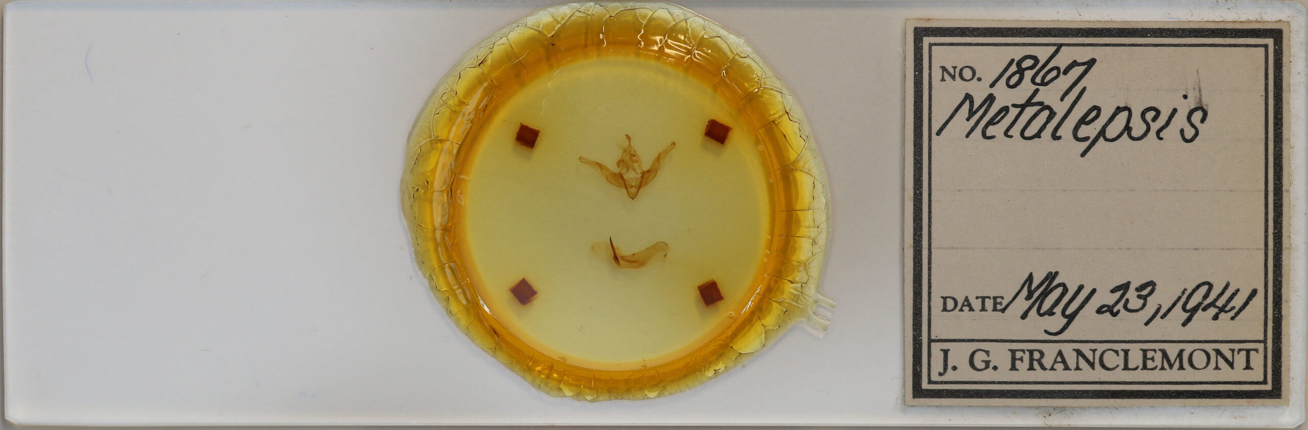 slide view of adult Cerastis salicarum