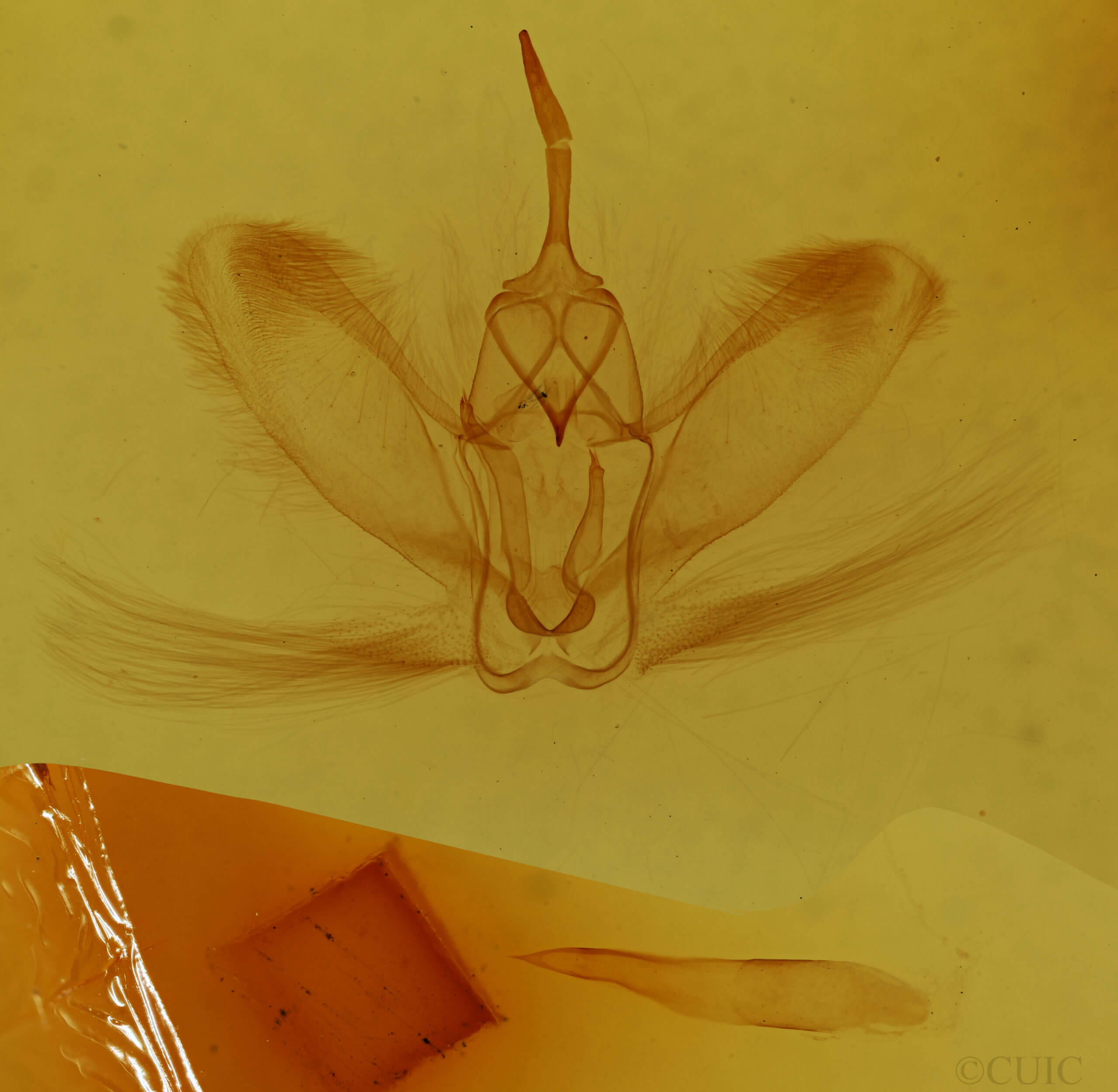 genitalia view of adult Metarranthis angularia
