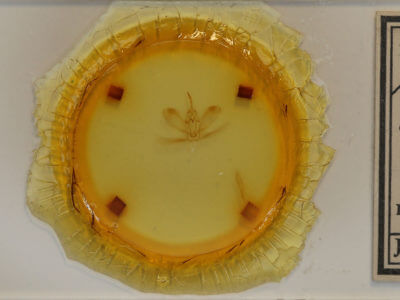 slide view of adult Metarranthis angularia