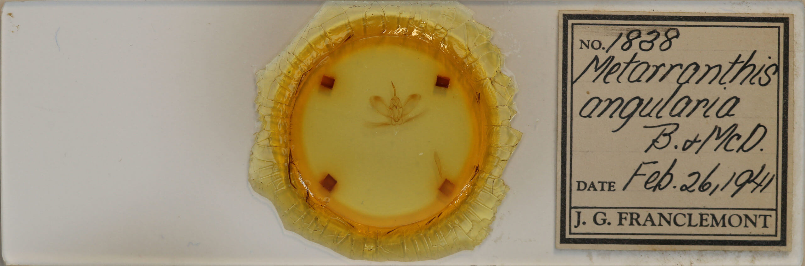 slide view of adult Metarranthis angularia