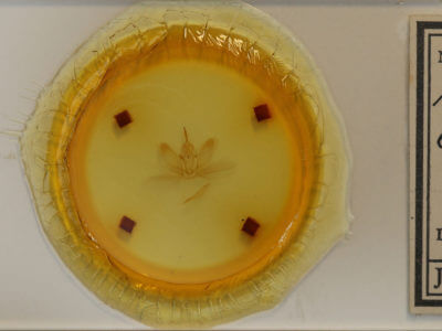 slide view of adult Metarranthis angularia