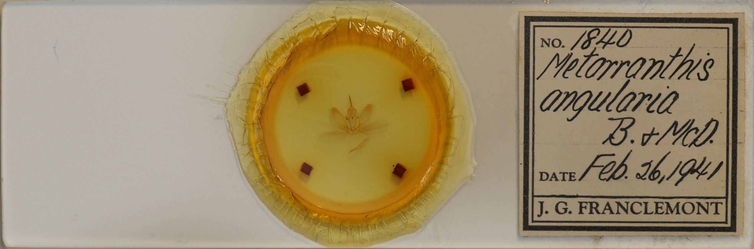 slide view of adult Metarranthis angularia