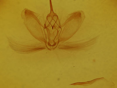 genitalia view of adult Metarranthis angularia