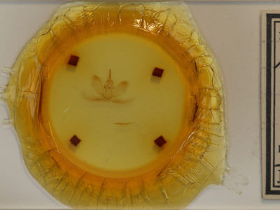 slide view of adult Metarranthis angularia