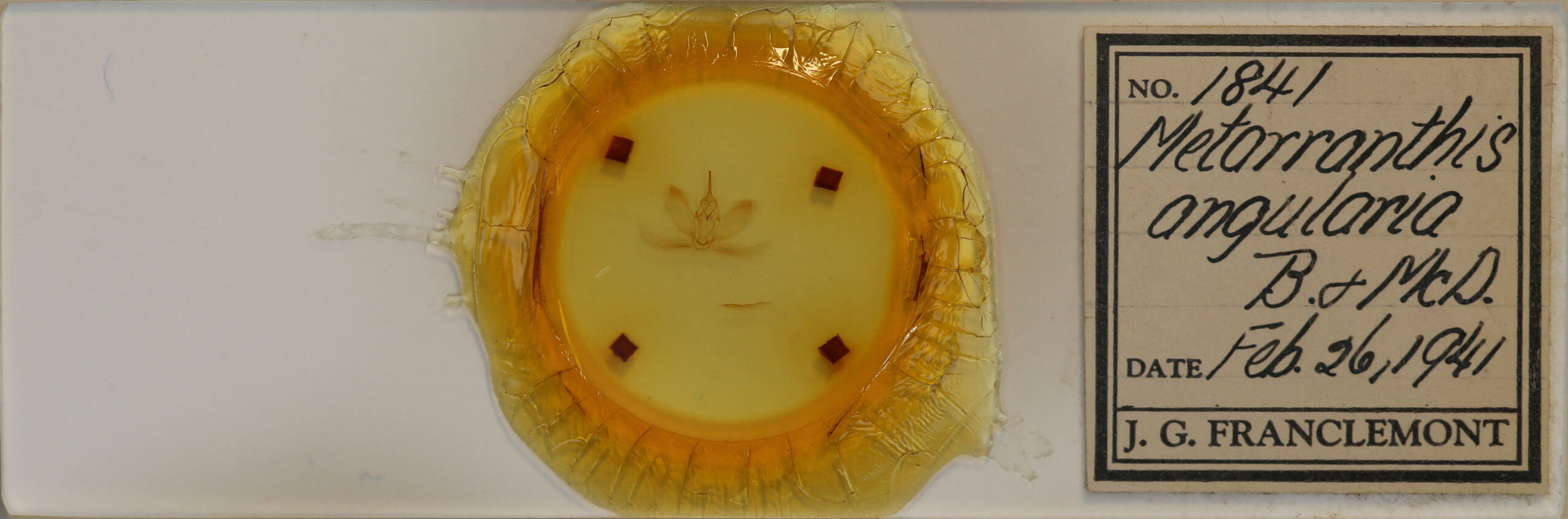 slide view of adult Metarranthis angularia